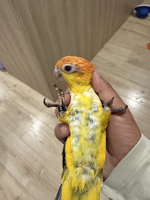 Marianinha criada ha mão Macho muito meigo