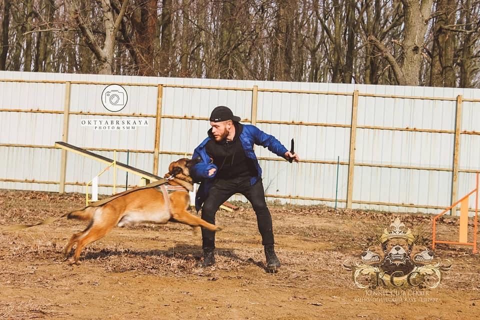 Дрессировка собак в Черноморске