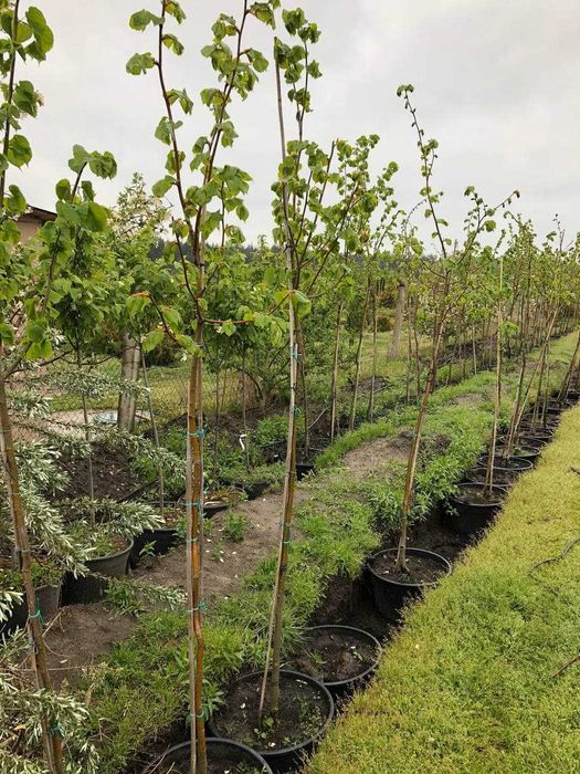 Деревья липа, клен, береза, катальпа, писсарди, лиственница, ива