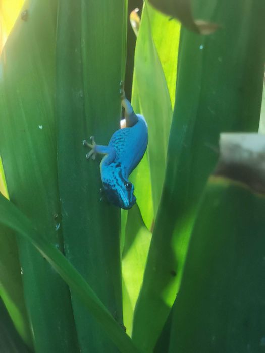 Gekon o aktywności dziennej