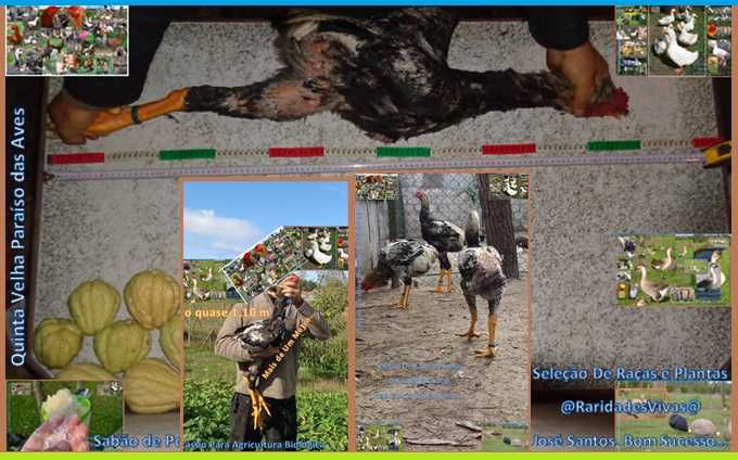 Índios Gigantes Selecionados Novos M6kg F4kg ( Semana Especial )