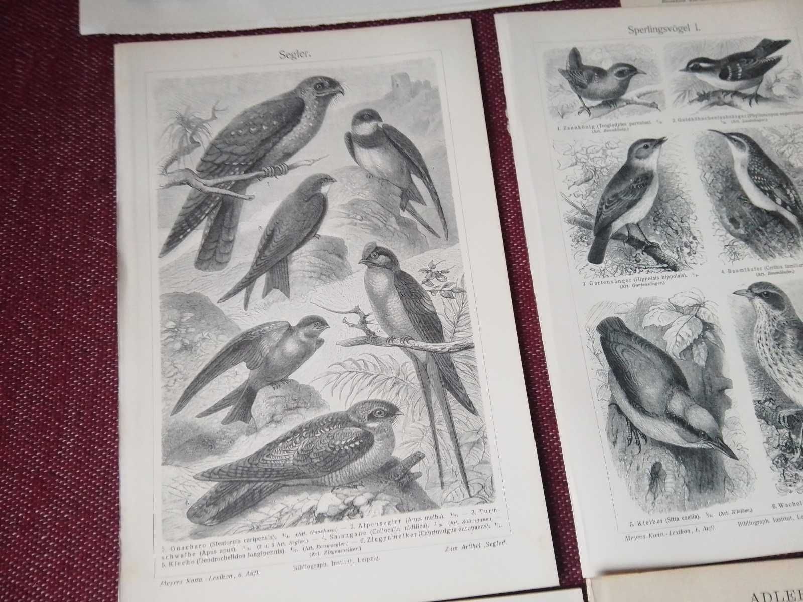 Ptaki II  oryginalne XIX w. grafiki do wystroju wnętrza