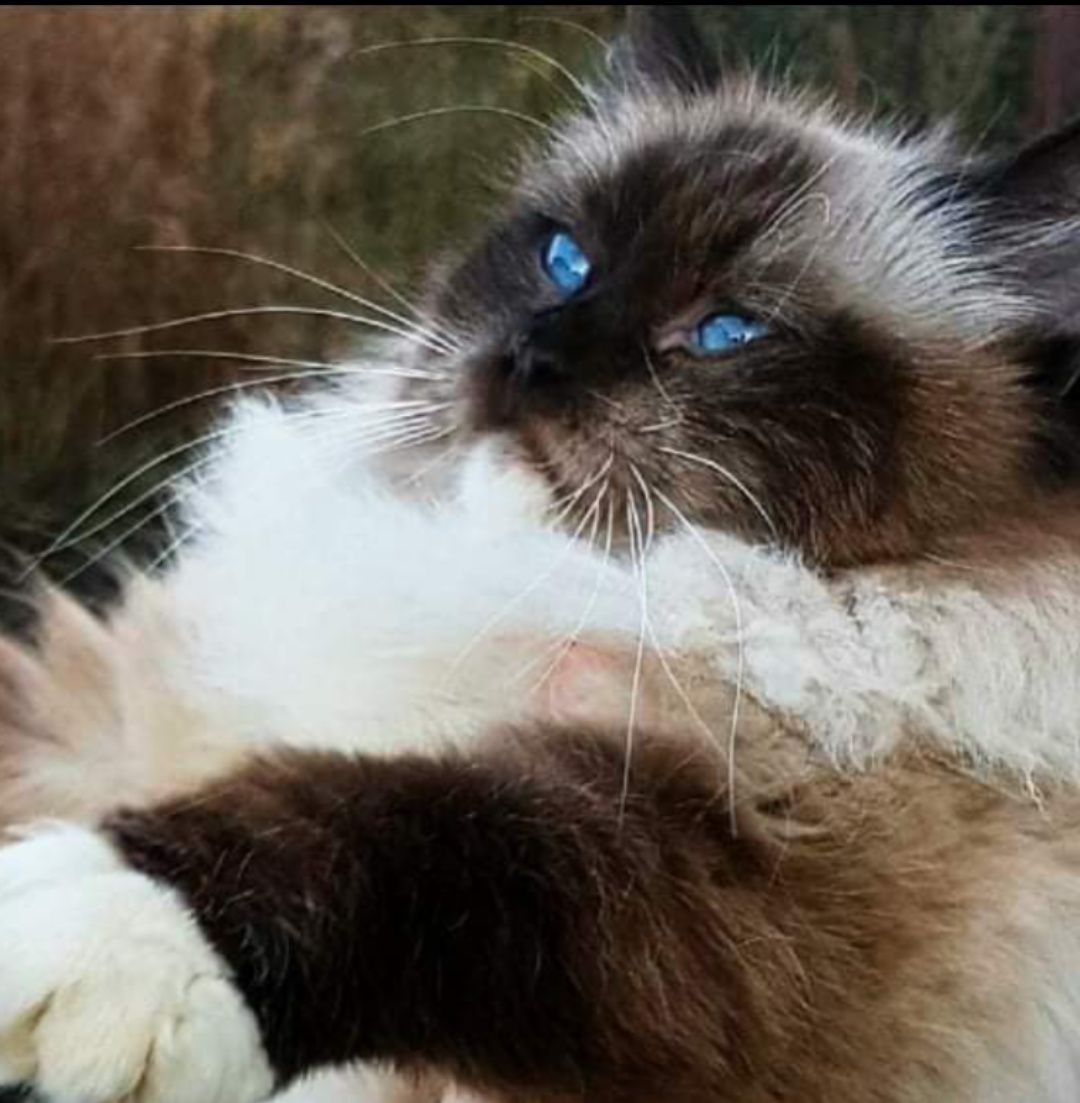 Piękny kocurek Ragdoll gotowy do odbioru