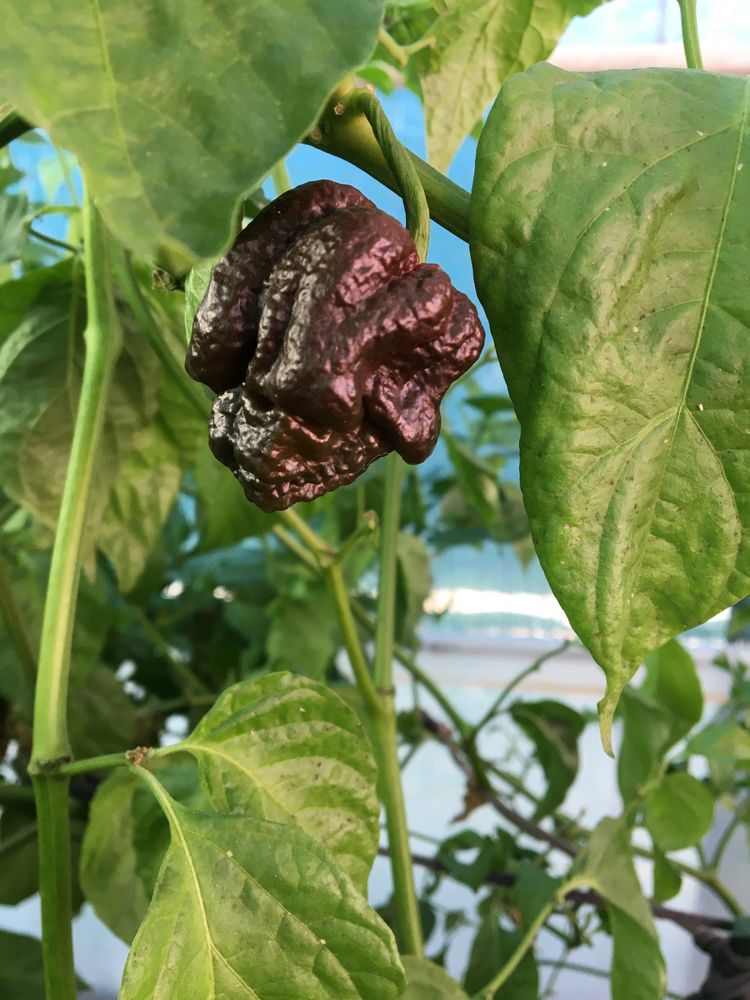 Sementes de chocolate bhutlah