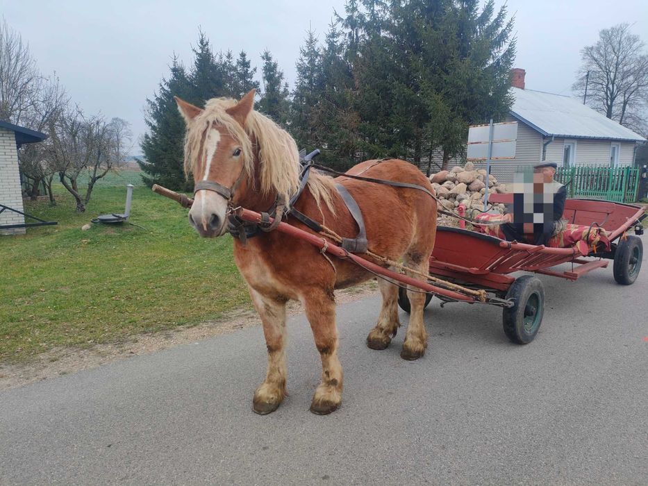 Klacz Zimnokrwista Młoda Źrebna