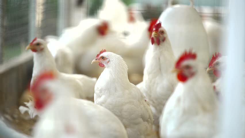 Kury nioski Leghorn już Z Jajkiem zapewniamy transport Psary
