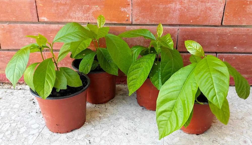 Planta Guiné em vaso