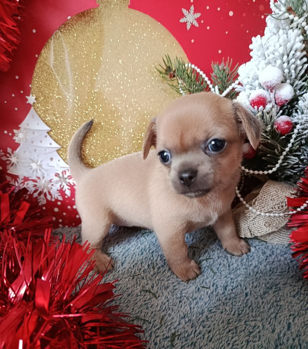 Красуня-принцеска