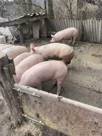 Продам свині від 100 до 130