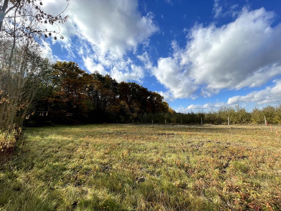 Działka budowlana z widokiem na las, Cholewianka, Gm. Kazimierz Dolny