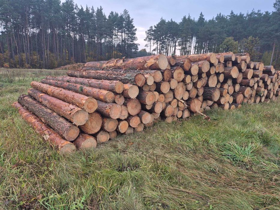 Sosna kłoda dłużyca tartaczne  S2b