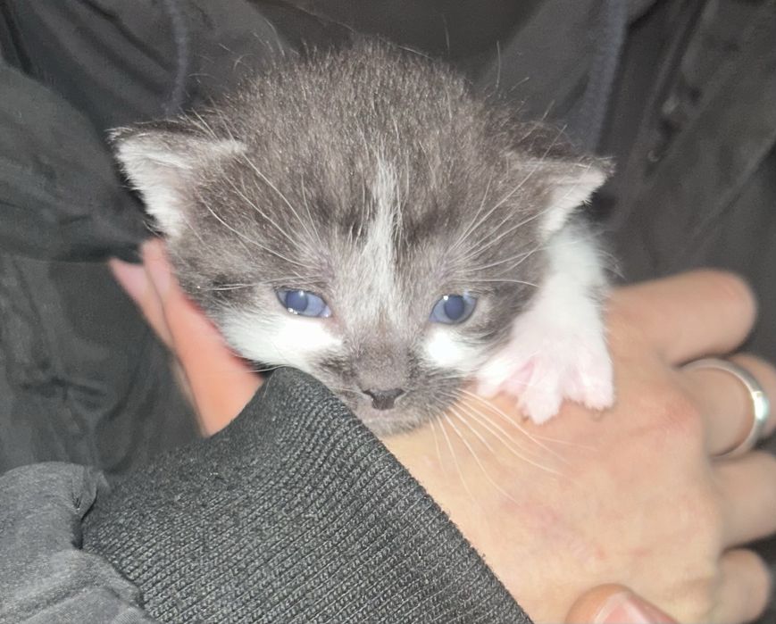 Oddam kotki w dobre ręce