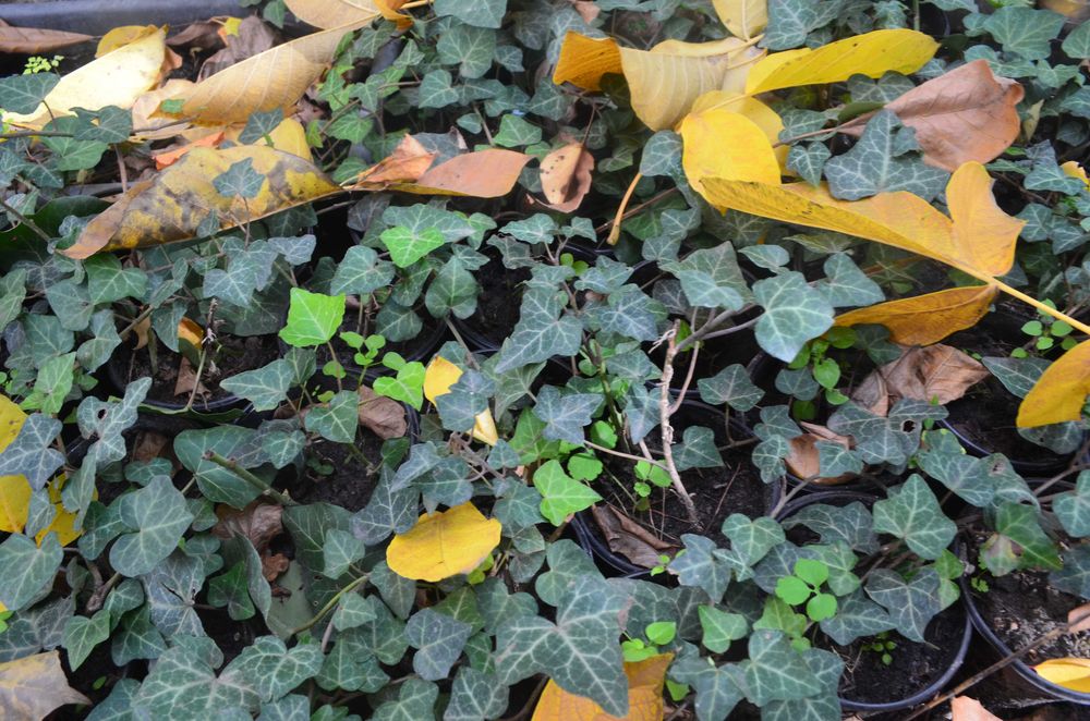 Плюшь для  вулиці,  вкоріненні  живці  і плющь  в  горщіках