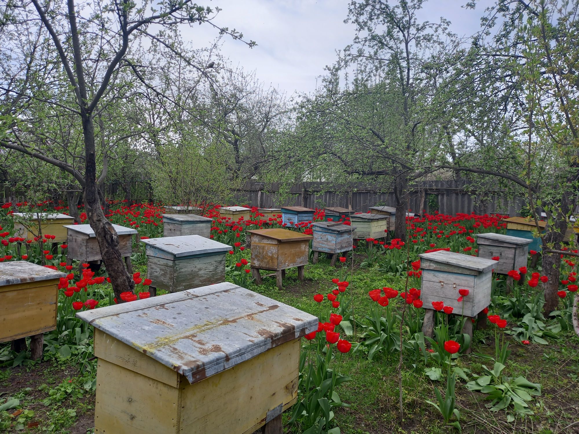 Продам бджолопакети, бджолосім'ї та бджолопродукцію.