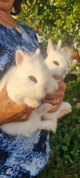 Coelhos anões Hotot