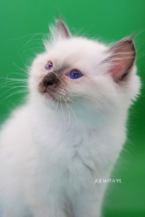 Kotka ragdoll,cudowna koteczka