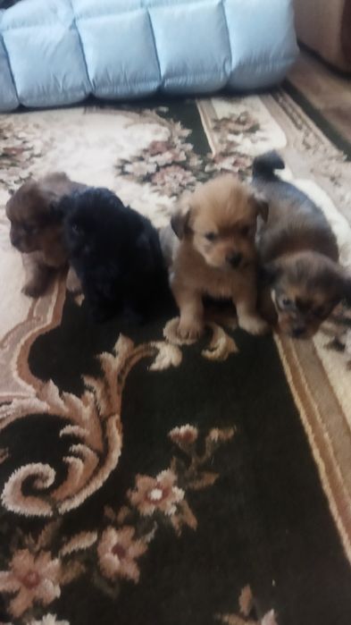 Продам собачки пікінеси