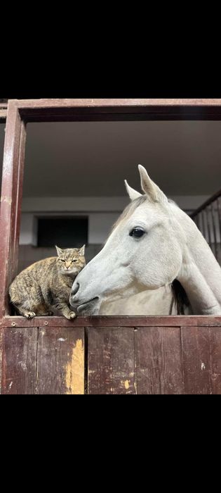 Współdziedżawa klaczy arabskiej