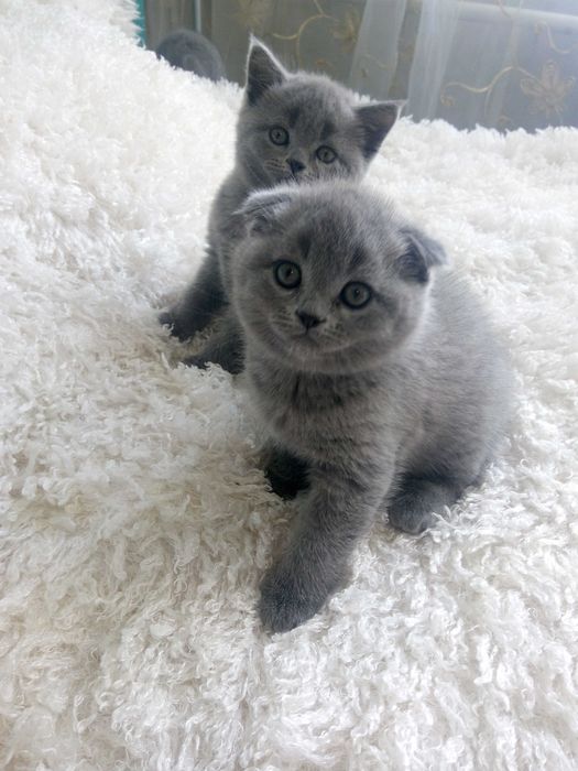 Чистокровна шотландська кішечка.