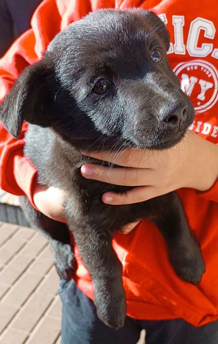 Sympatyczne szczeniaki (suczki) szukają domu