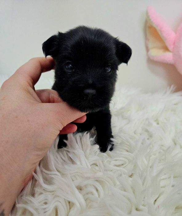 Maleńki Czarny York - maleństwo- Nie wybarwi się ! Zjawiskowy !