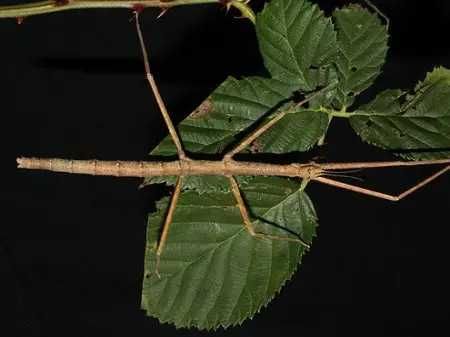 patyczaki oddamy za darmo