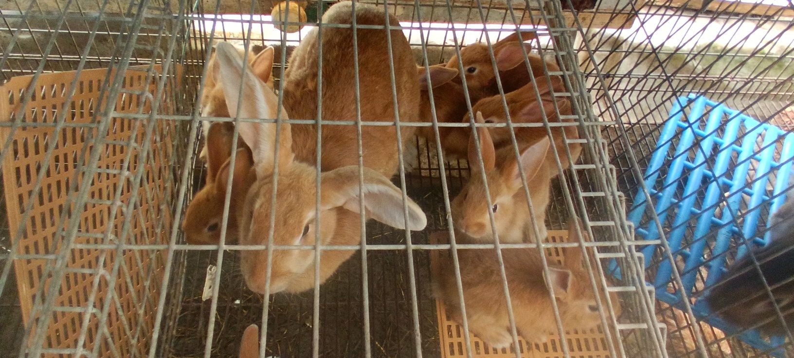 Coelhos para cria, recria, abates e abatidos.