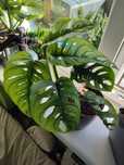 Monstera monkey mask / adansoni