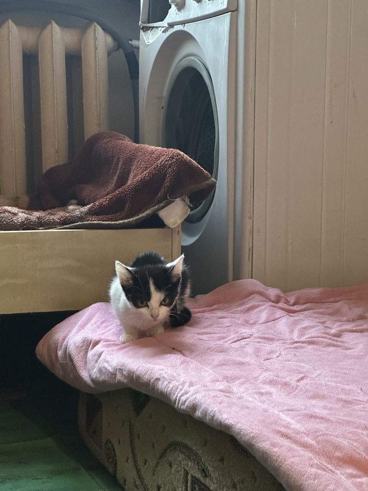 Кошенята у добрі руки