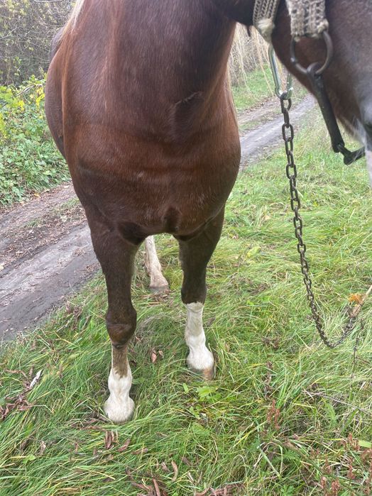 Продам кобилу спокійного