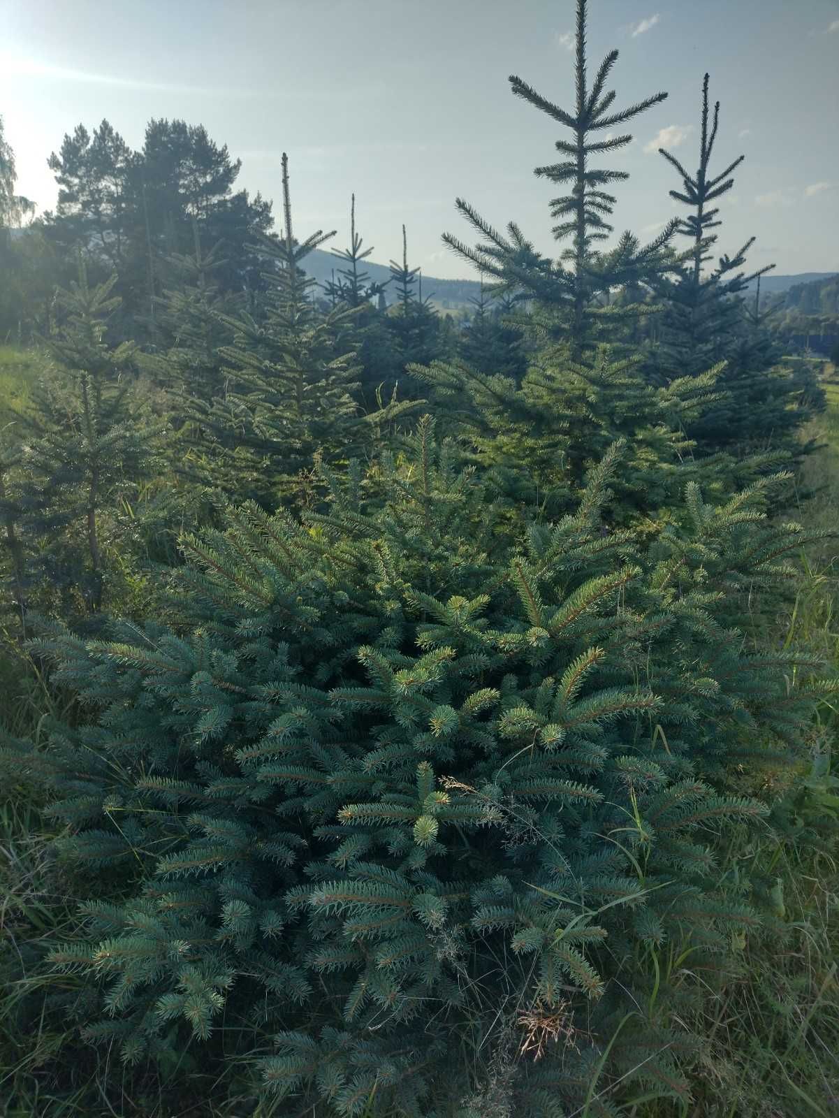 CHOINKI - ŚWIERK SREBRNY -  najtańsze w okolicy !!!