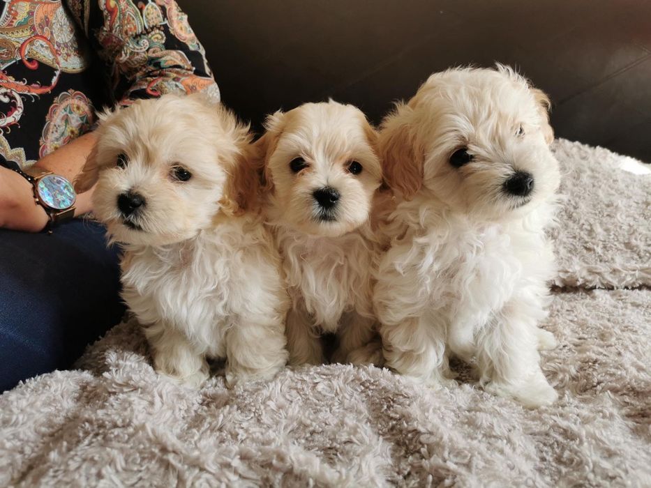 Maltipoo przesliczne