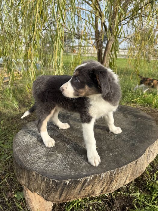 Border Collie Azul Lindo
