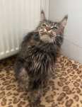 Maine Coon - kotka Finezja !