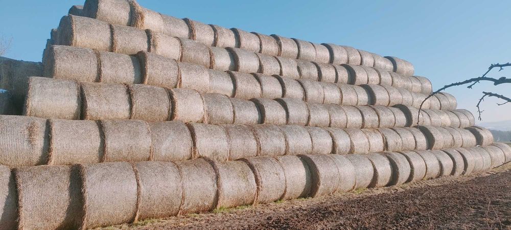 Sprzedam słomę owsianą, jęczmienną i pszenną z 2025r