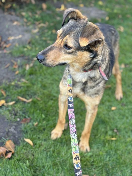 Ponad połowę życia w przytulisku podaruj mu dom