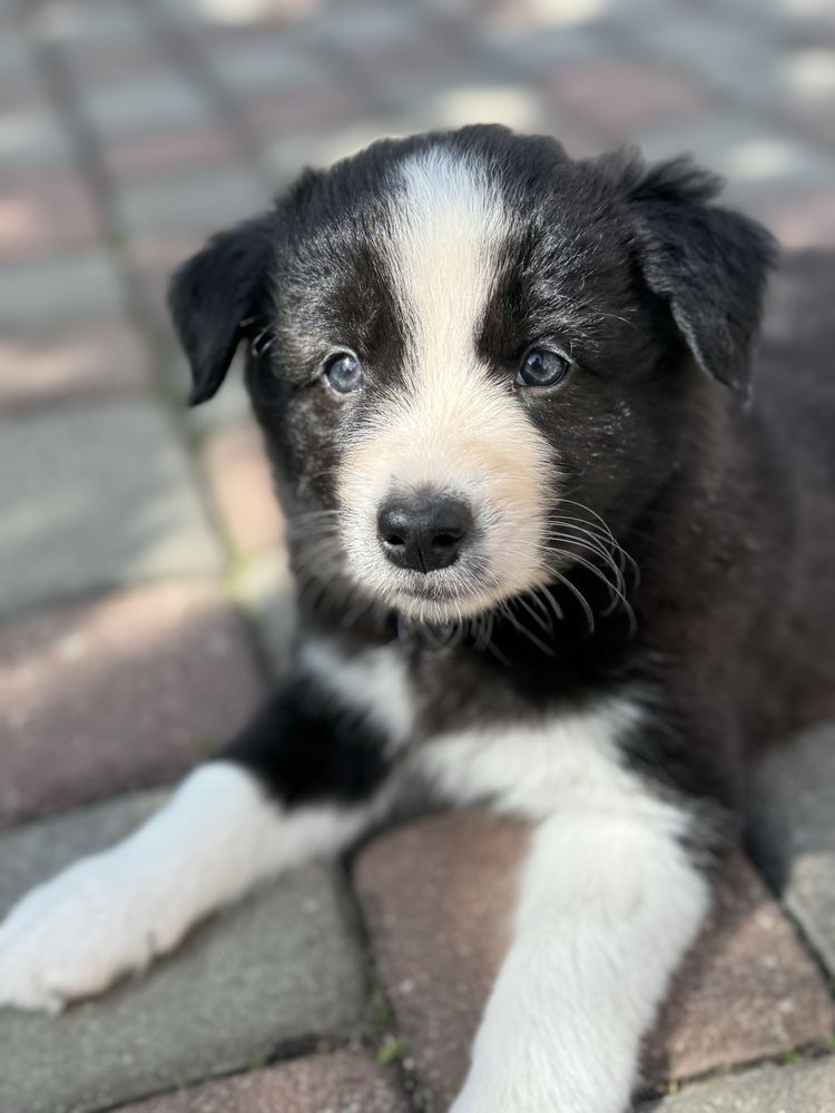 Szczeniak Border Collie ZKWP FCI Klasyczne Ubarwienie