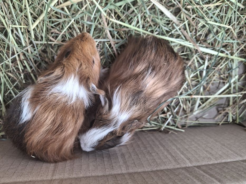 Świnki morskie młode