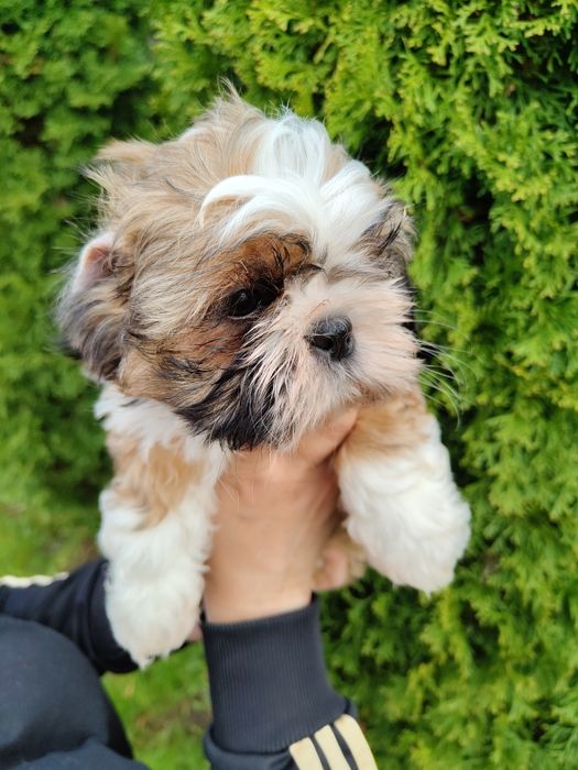 Piękna Shih Tzu z rodowodem