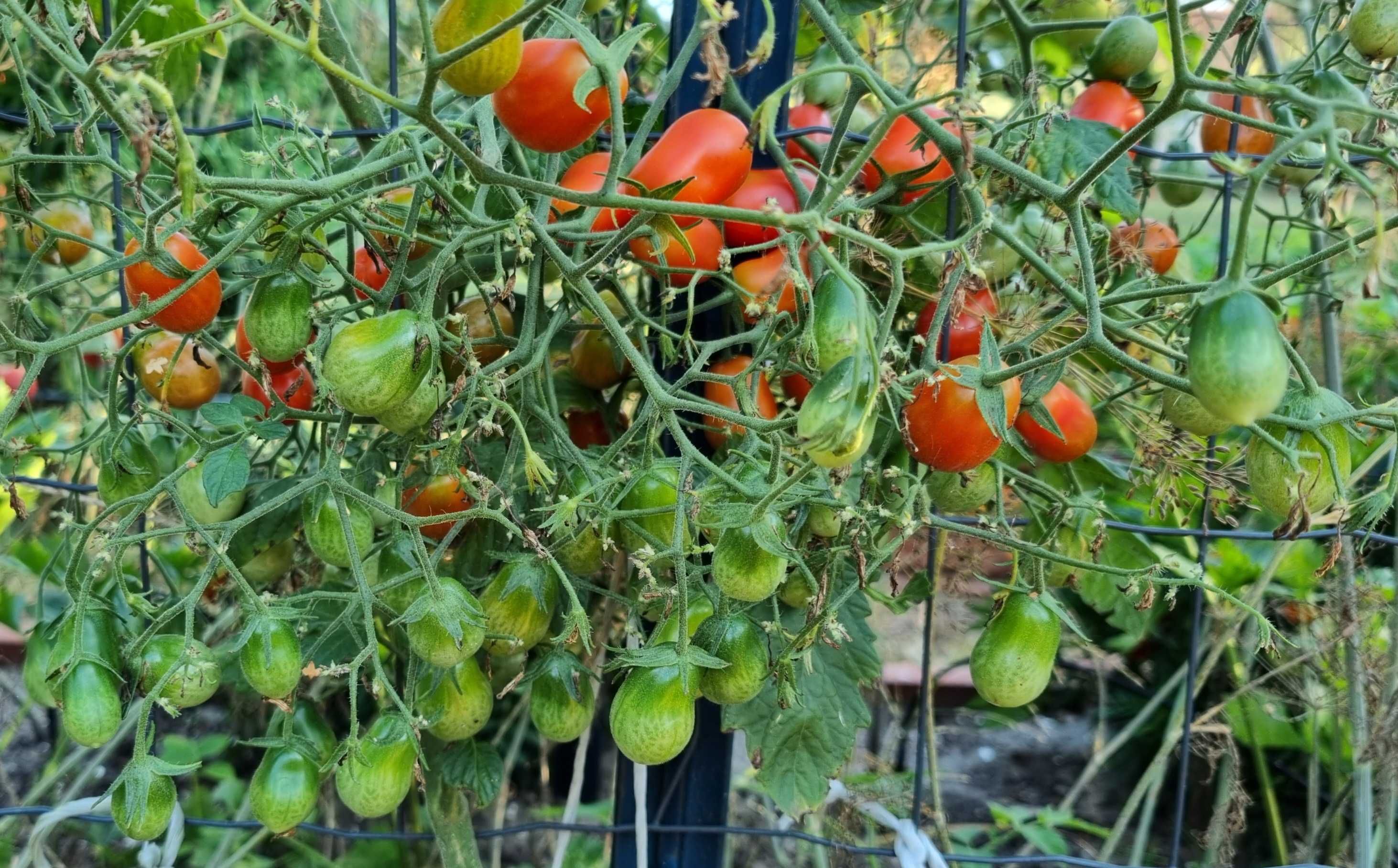 pomidor Megagroniasty Czerwony nasiona kolekcjonerskie