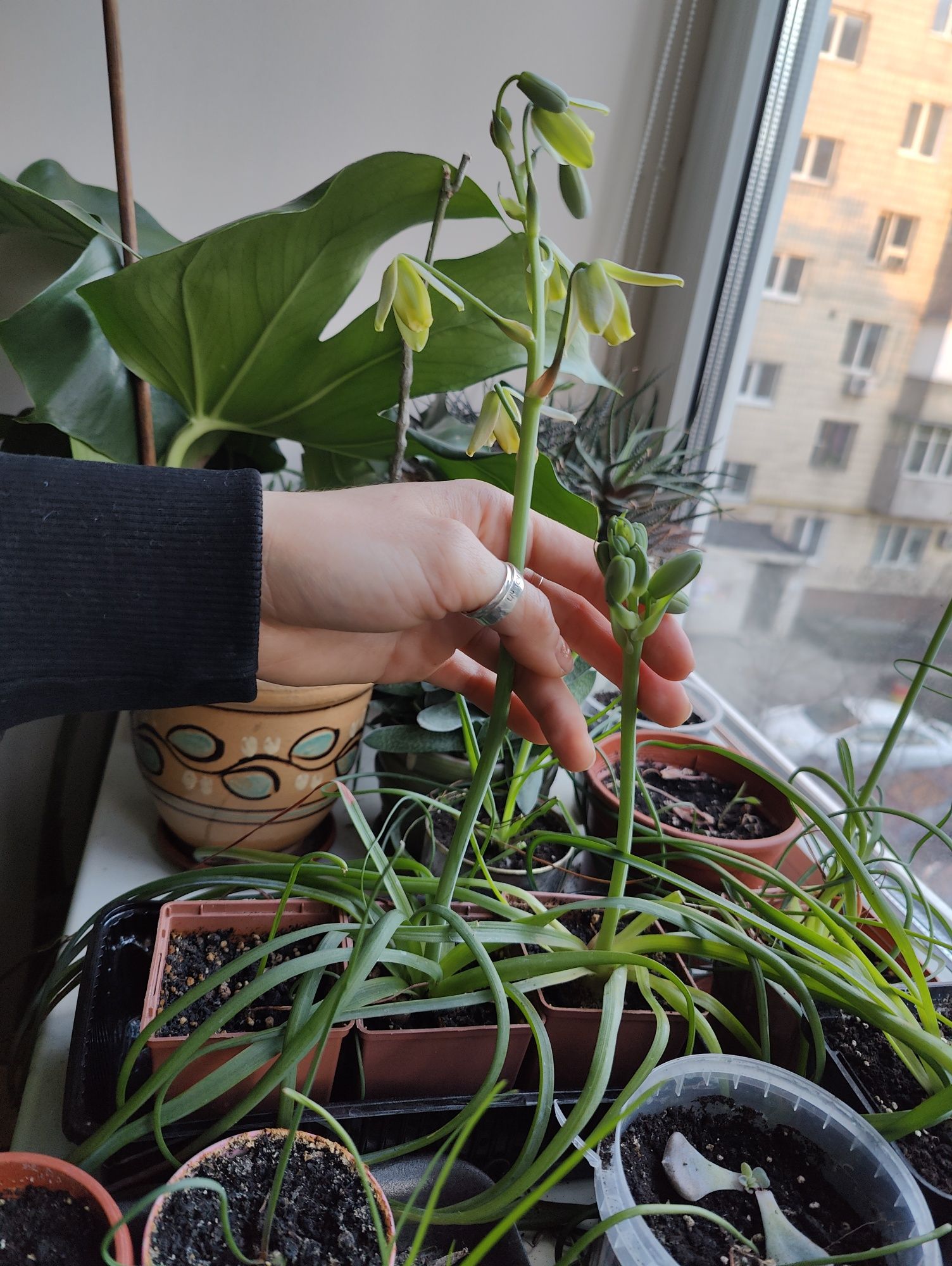 Albuca spirals, альбука спіральна, спіраліс