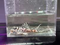 Hypancistrus L236 Super White 3-10cm 5+1szt gratis