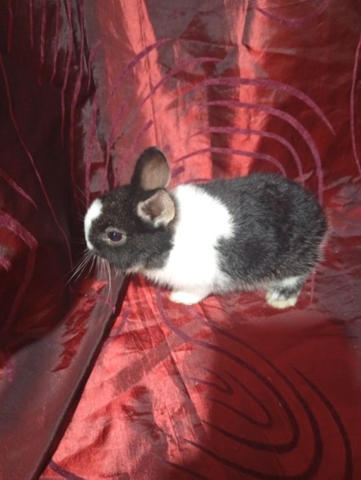 Coelhinho anão holandês