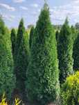 Thuja tuja szmaragd 80-100 cm / doniczka