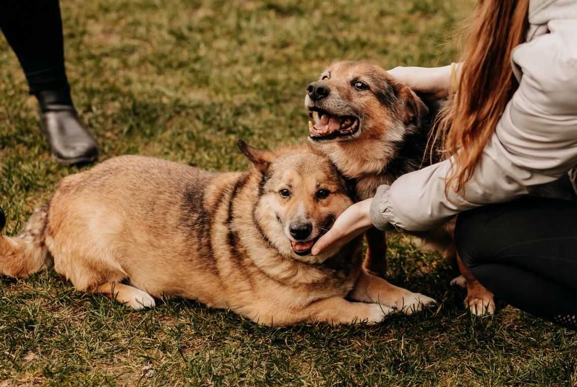 Zawsze uśmiechnięty Merdek poleca się do adopcji!!!