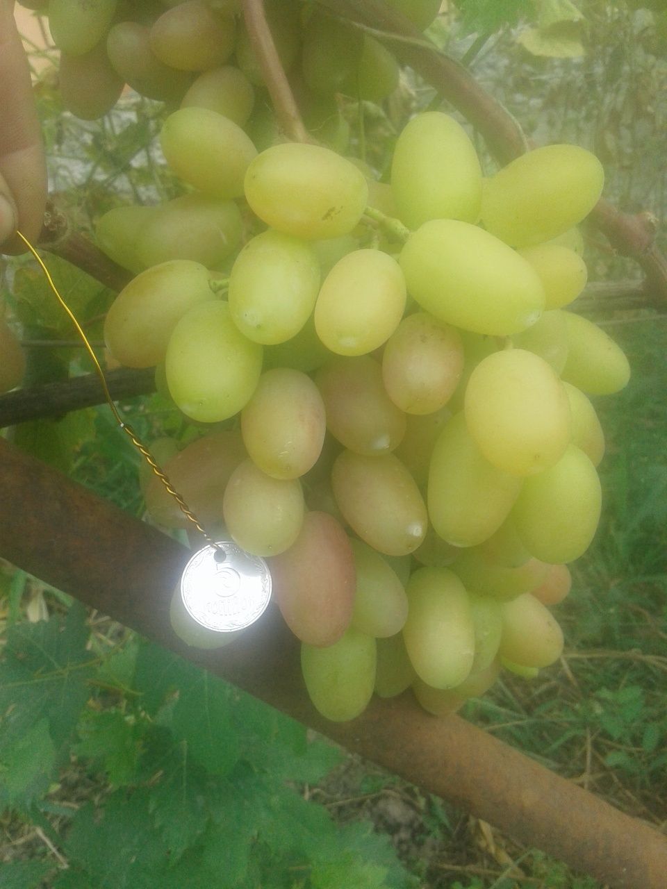 Продам саженці винограду