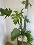 Філодендрон Philodendron Mayo