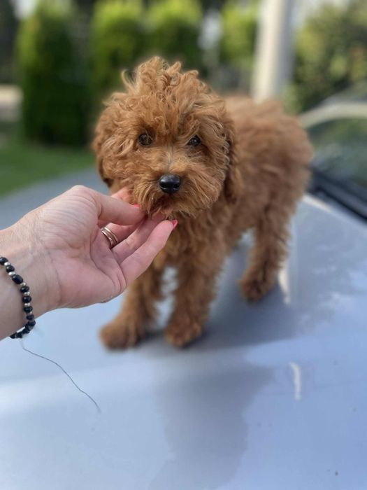 Suczka pudel toy/miniatura red