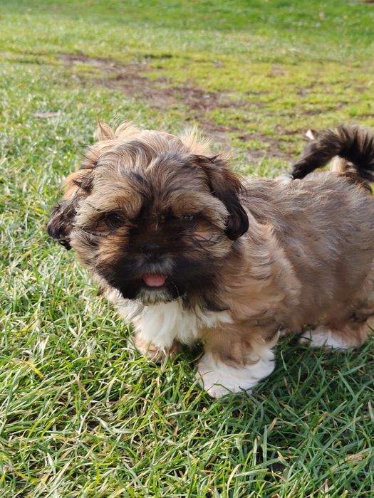 Piękna Shih Tzu z rodowodem