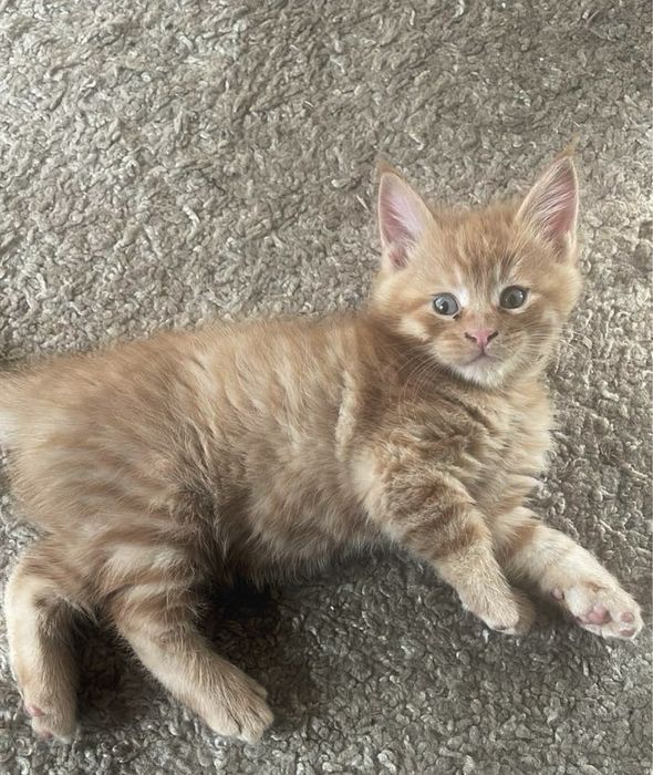 Котята рыжие мейнкун метис